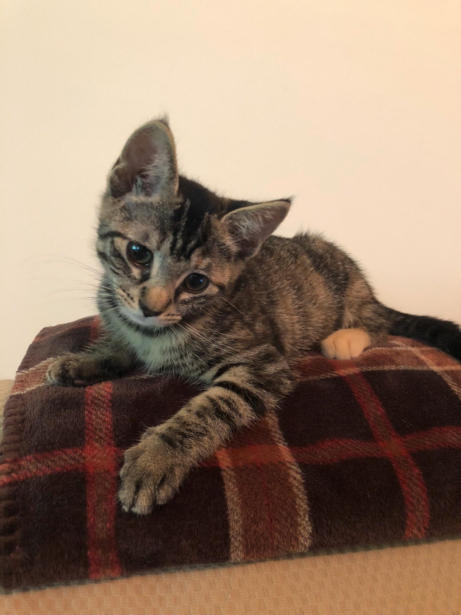 Cleo has claimed every blanket in our home, but who can say no to that face?