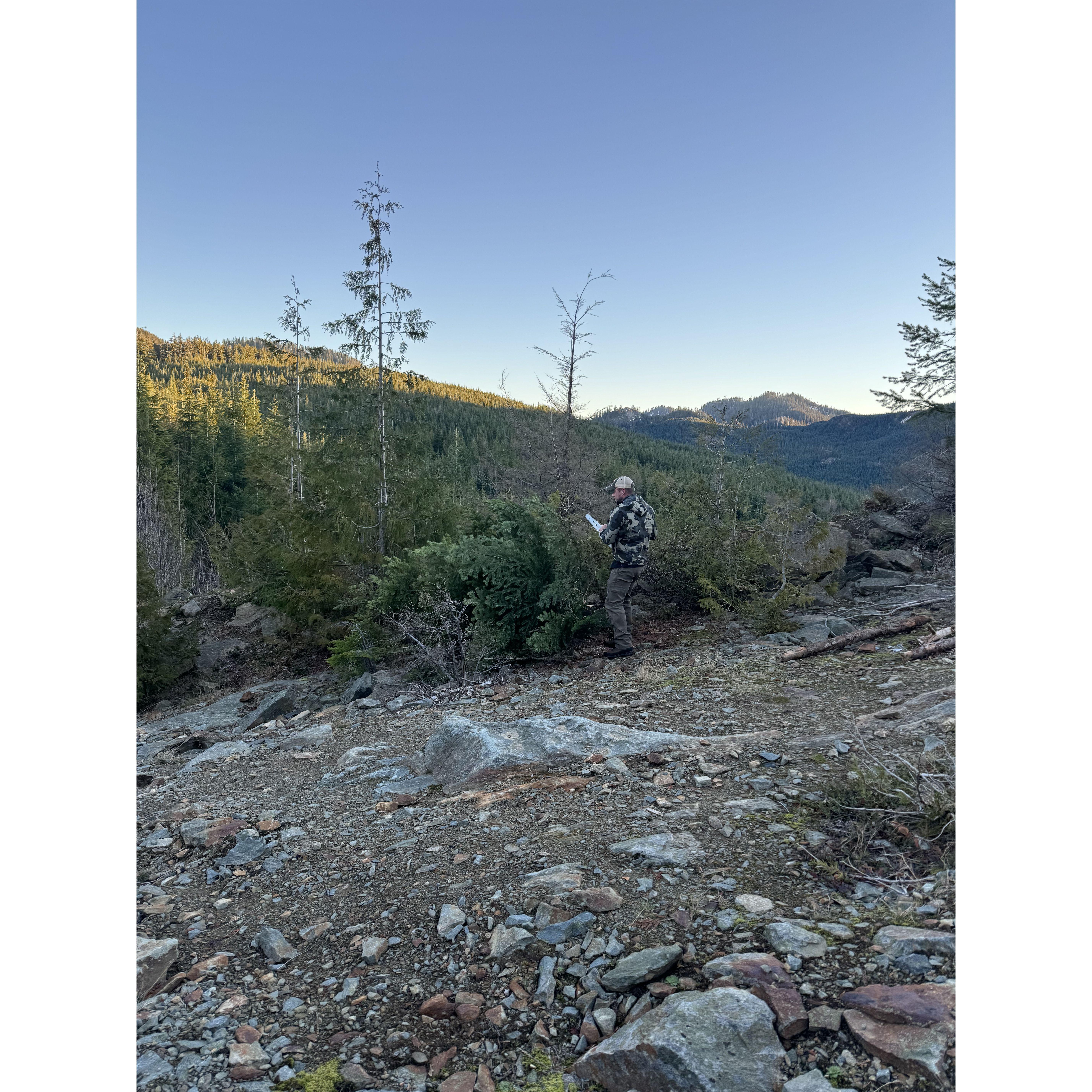 We found the perfect tree!