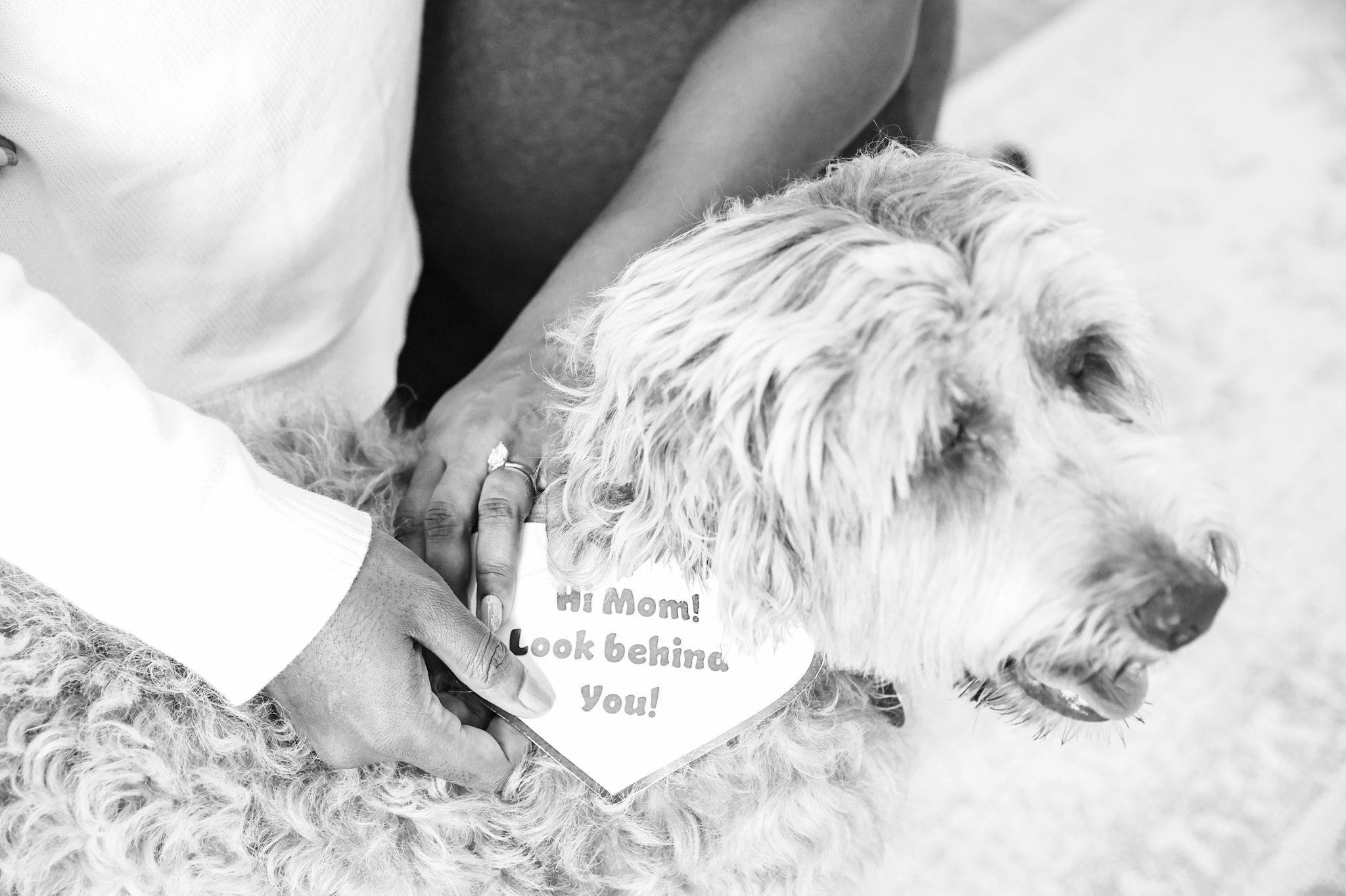 The Wedding Website of Yannis Williams and Sarita Ebbin