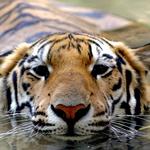 Wildlife World Zoo, Aquarium & Safari Park