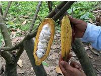 The Belize Chocolate Company