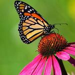 Butterfly World