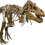 American Museum of Natural History