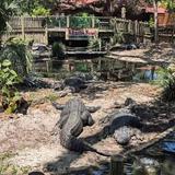 St. Augustine Alligator Farm Zoological Park