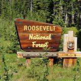 Roosevelt National Forest