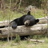 North American Bear Center