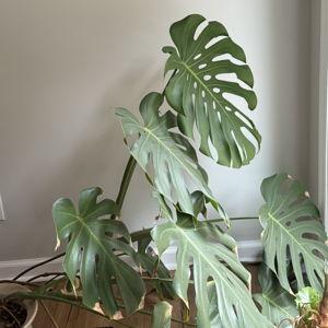 Home Improvement Fund