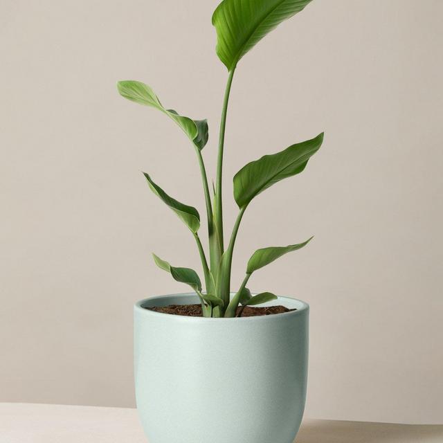 Bird of Paradise - Teracotta