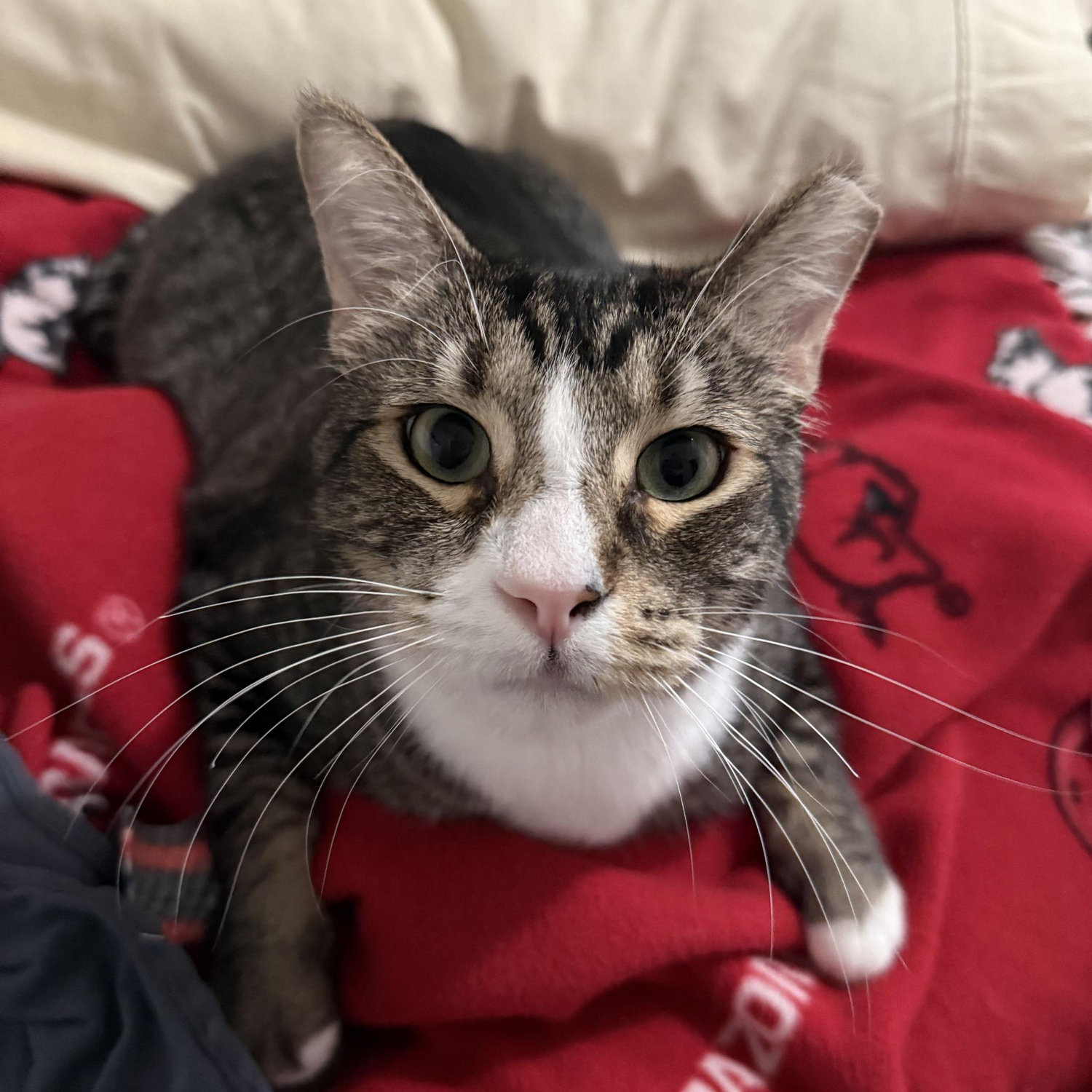 The photo we got sent that made us fall in love with our son, Benny