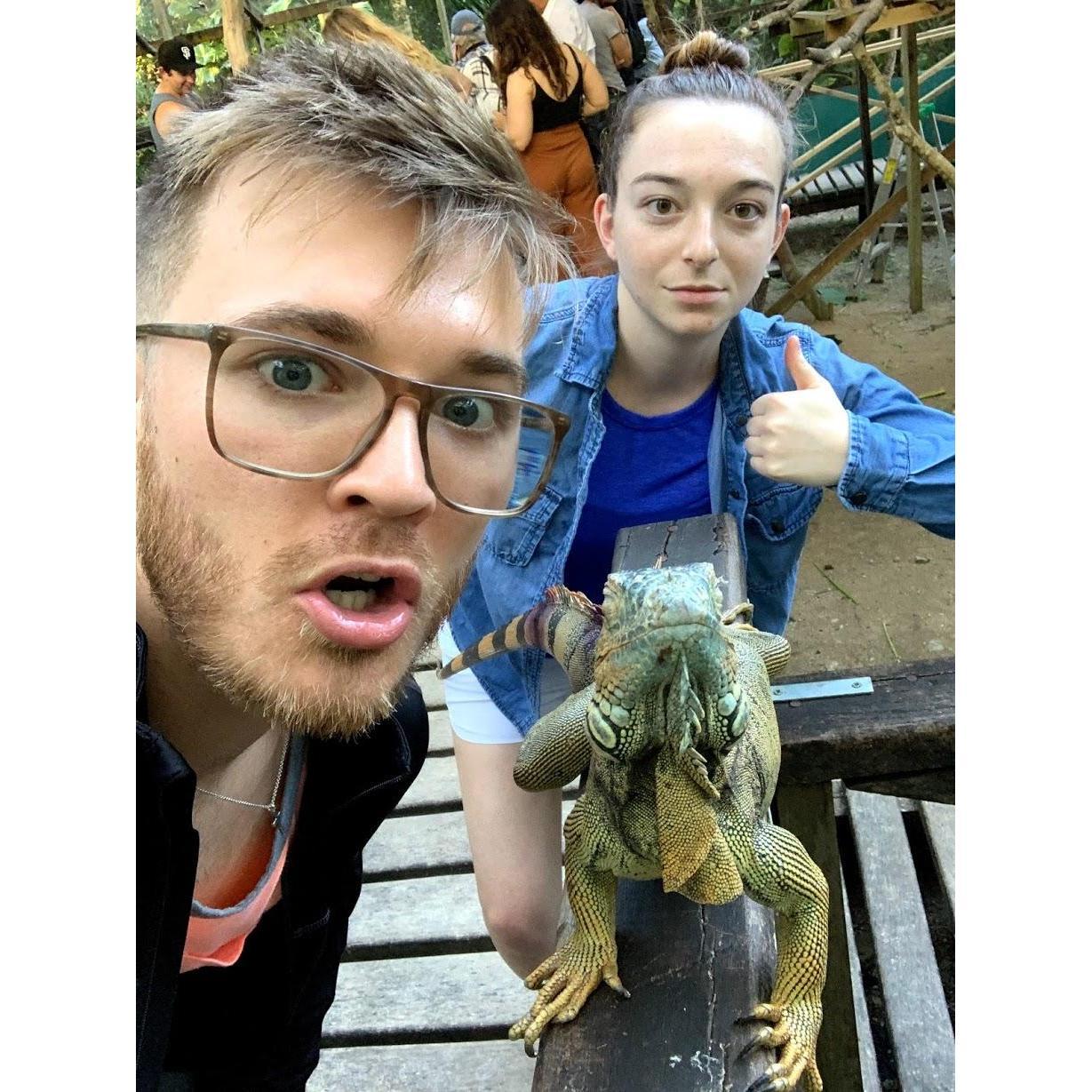 Iguana sanctuary in San Ignacio, Belize.