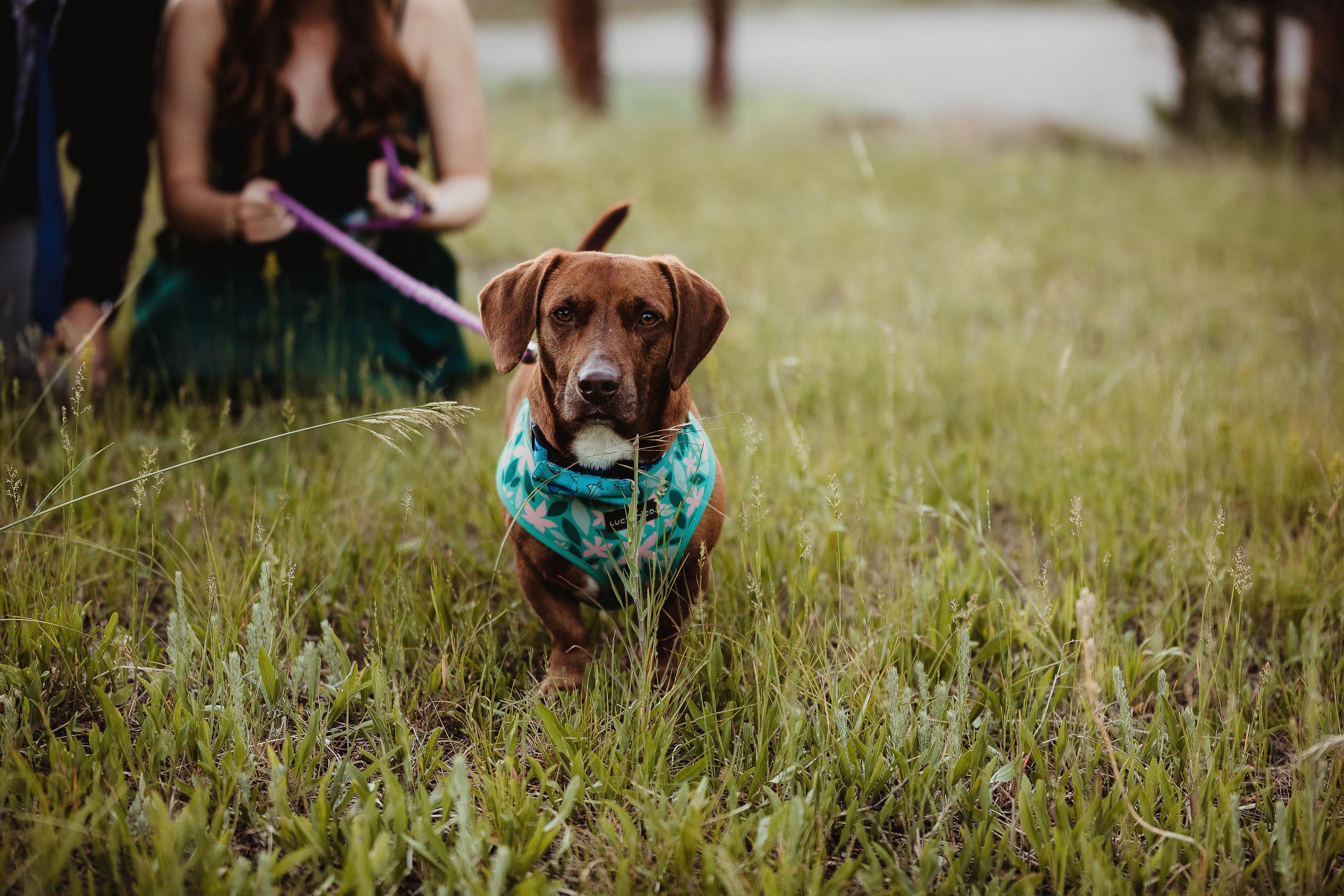 The Wedding Website of Sydney Rickert and Matthew Lundgren