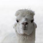 Gulf Breeze Zoo