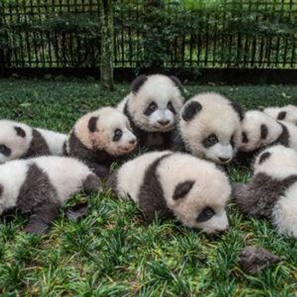 Feed Chris to the pandas in Chengdu