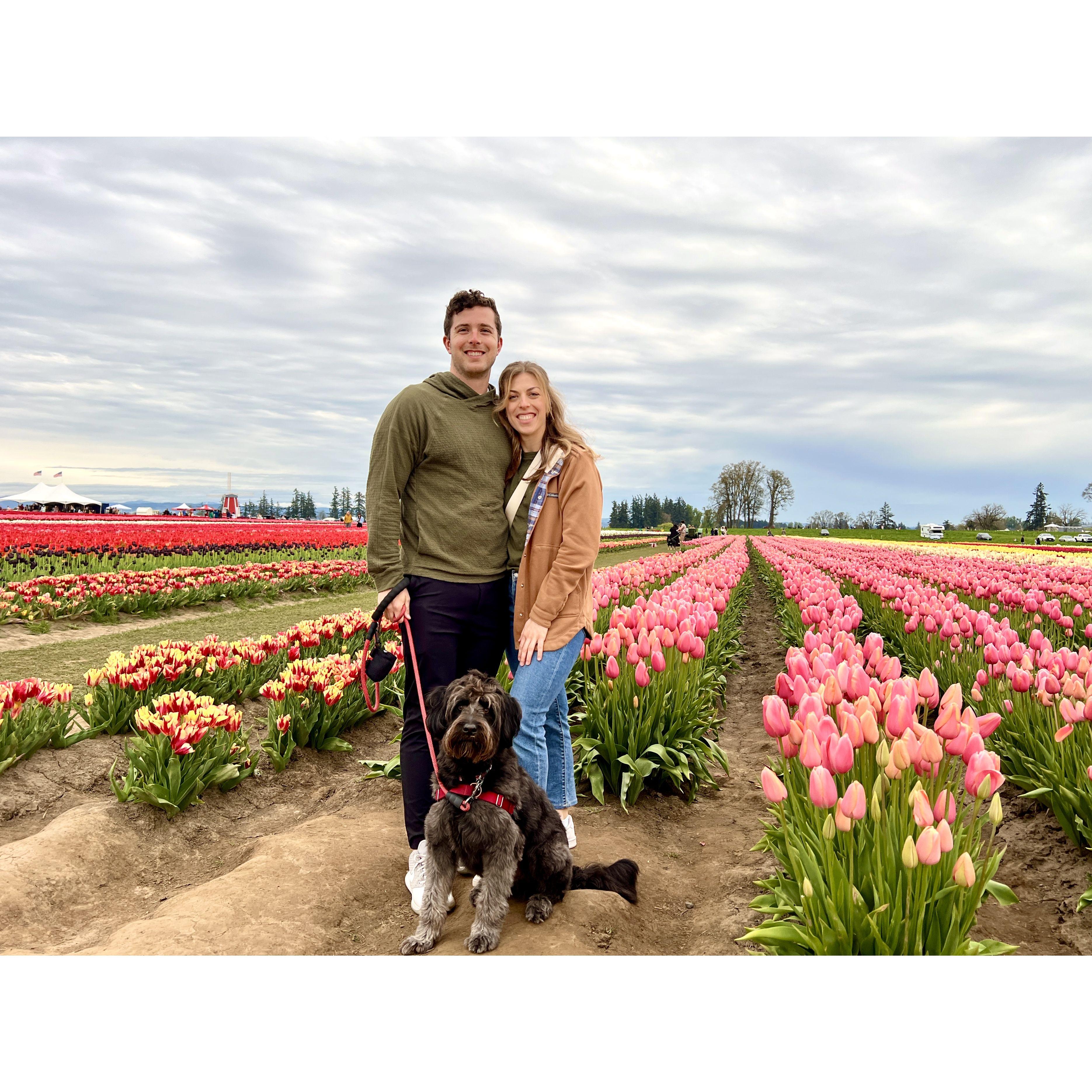 Miles and the tulip festival