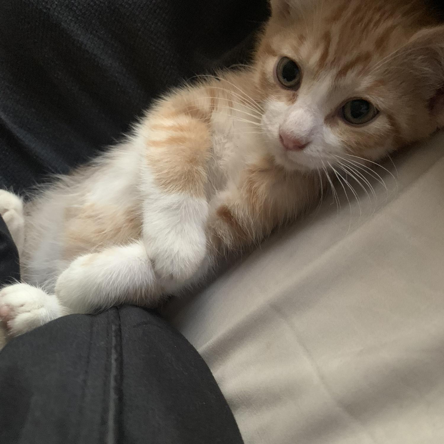 Adopted Fizzle
November 5th, 2020