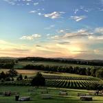 Arrington Vineyards