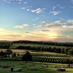 Arrington Vineyards