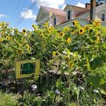 East Branch Farms / Kimchi Harvest