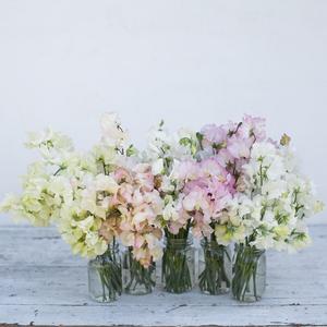 Seed Collection Sweet Pea Victorian Wedding