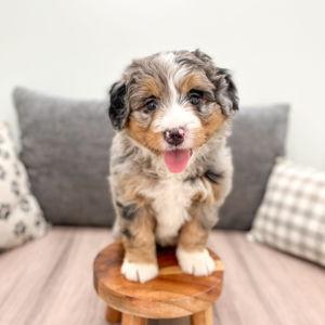 Puppy Fund!!