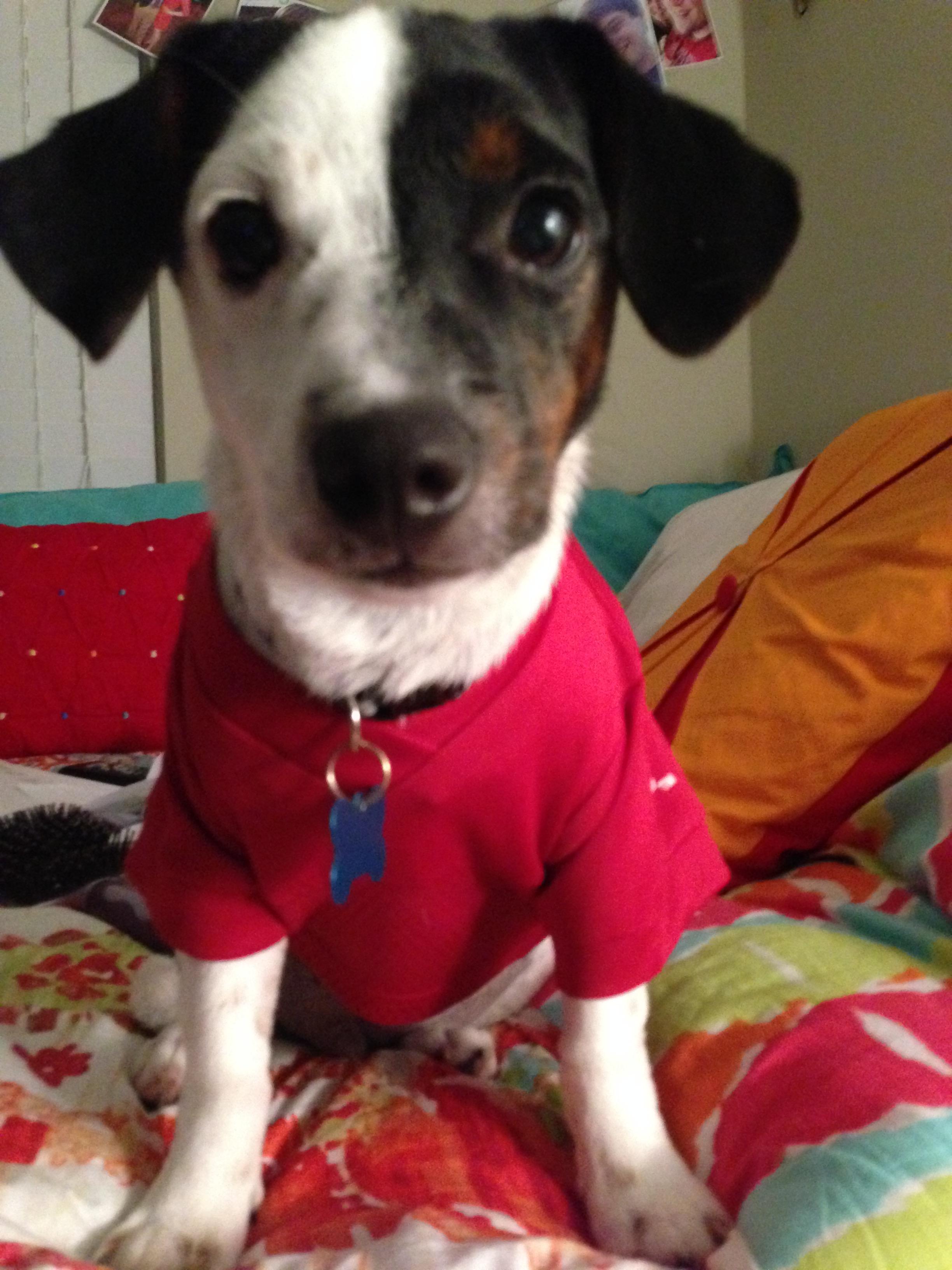 Harvey was adopted by Sarah and David on September 27, 2014