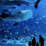 Georgia Aquarium