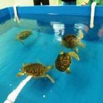 The Karen Beasley Sea Turtle Rescue and Rehabilitation Center