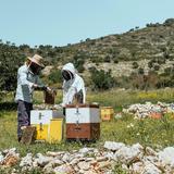 Apithano Honey Museum-Tasting & Tours