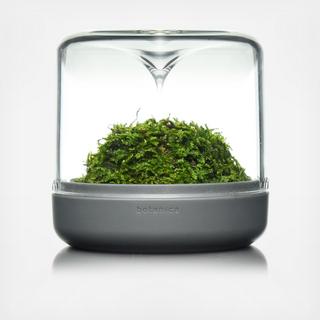 Sanctuary S Mossarium with Moss