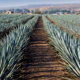 Tequila