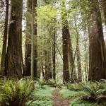 Arcata Community Forest