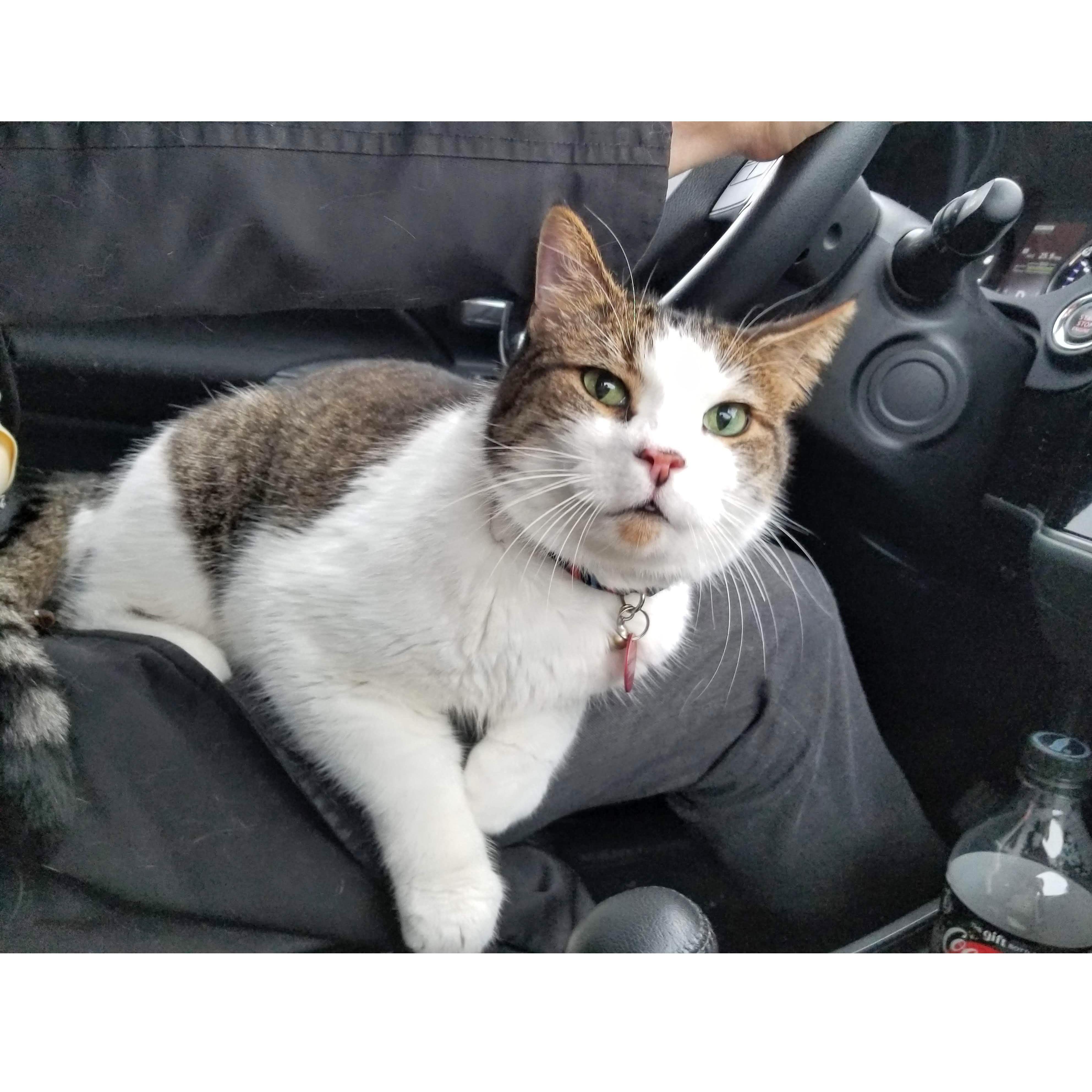 Nelson the cat, sitting on Derek's lap on a long drive