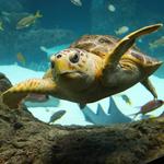 The Florida Aquarium