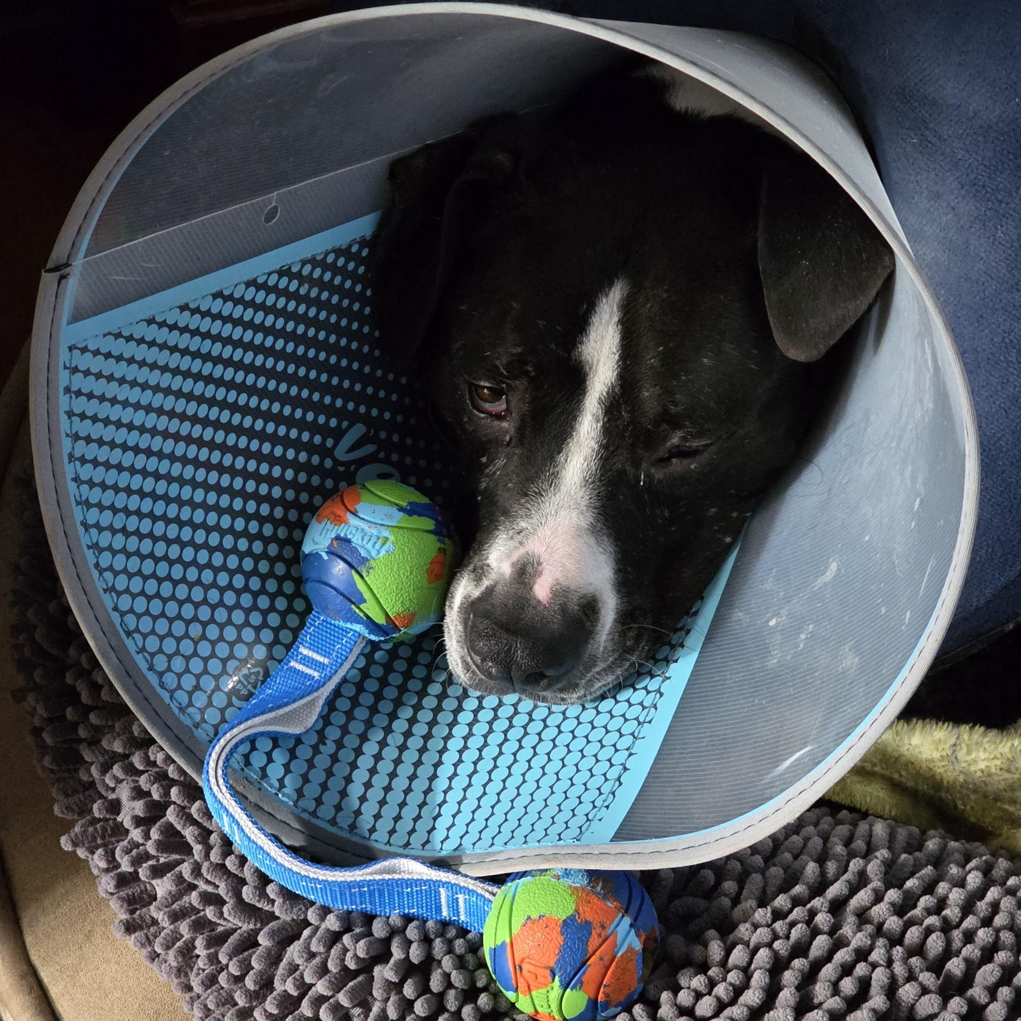 February 7 - Yup...Still dealing with Oreo and his cone!