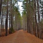 American Tobacco Trail