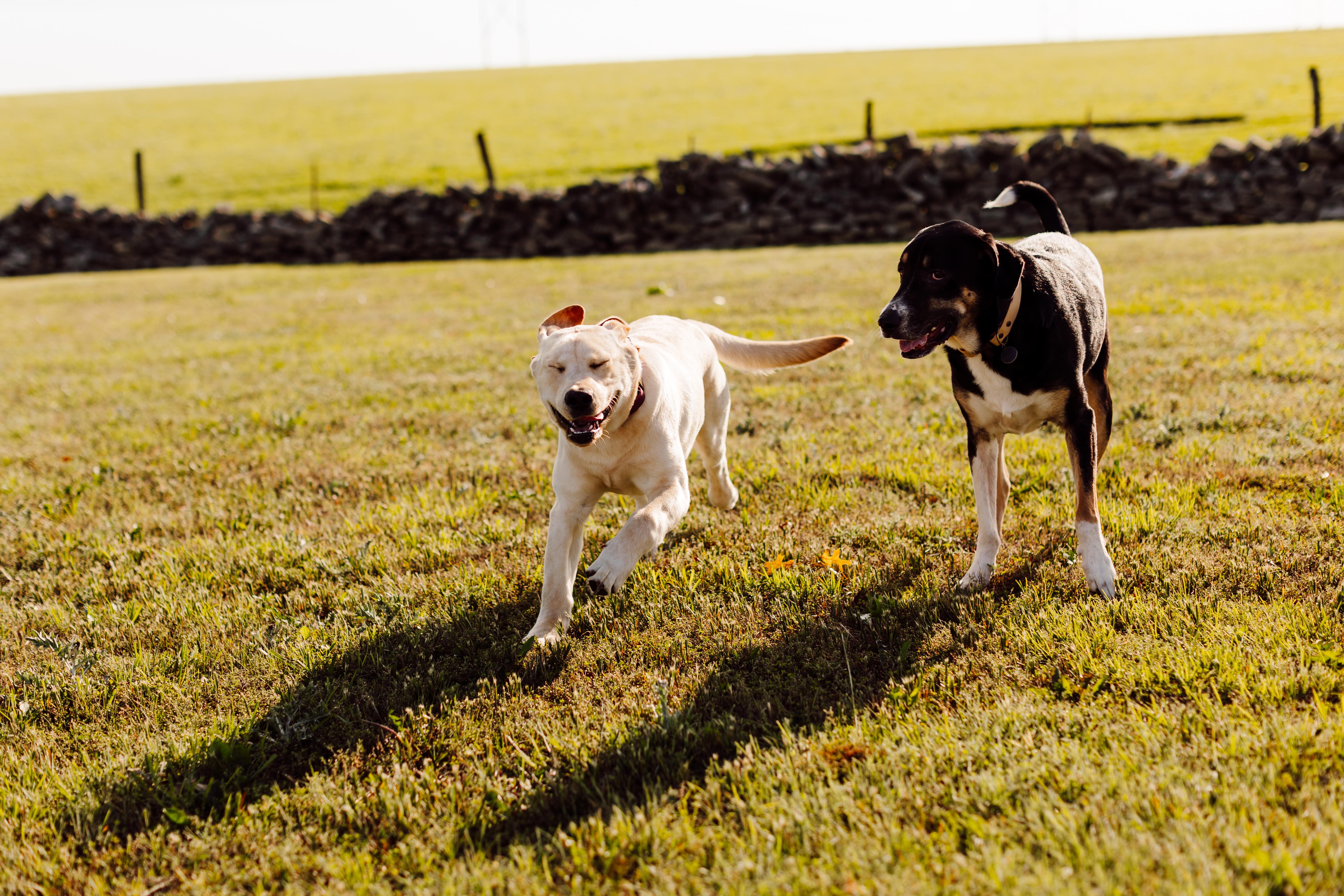 The Wedding Website of Elizabeth Brown and Ripken Fraley