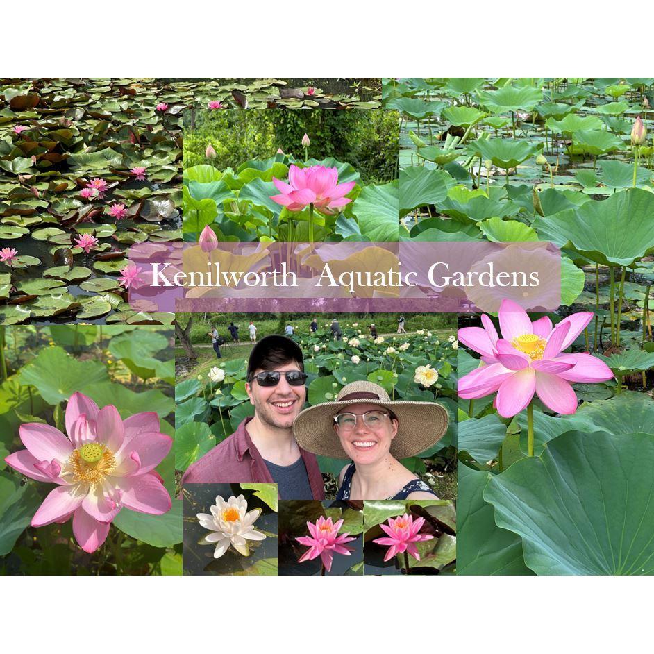 The beautiful aquatic garden in DC full of water lilies and lotus flowers