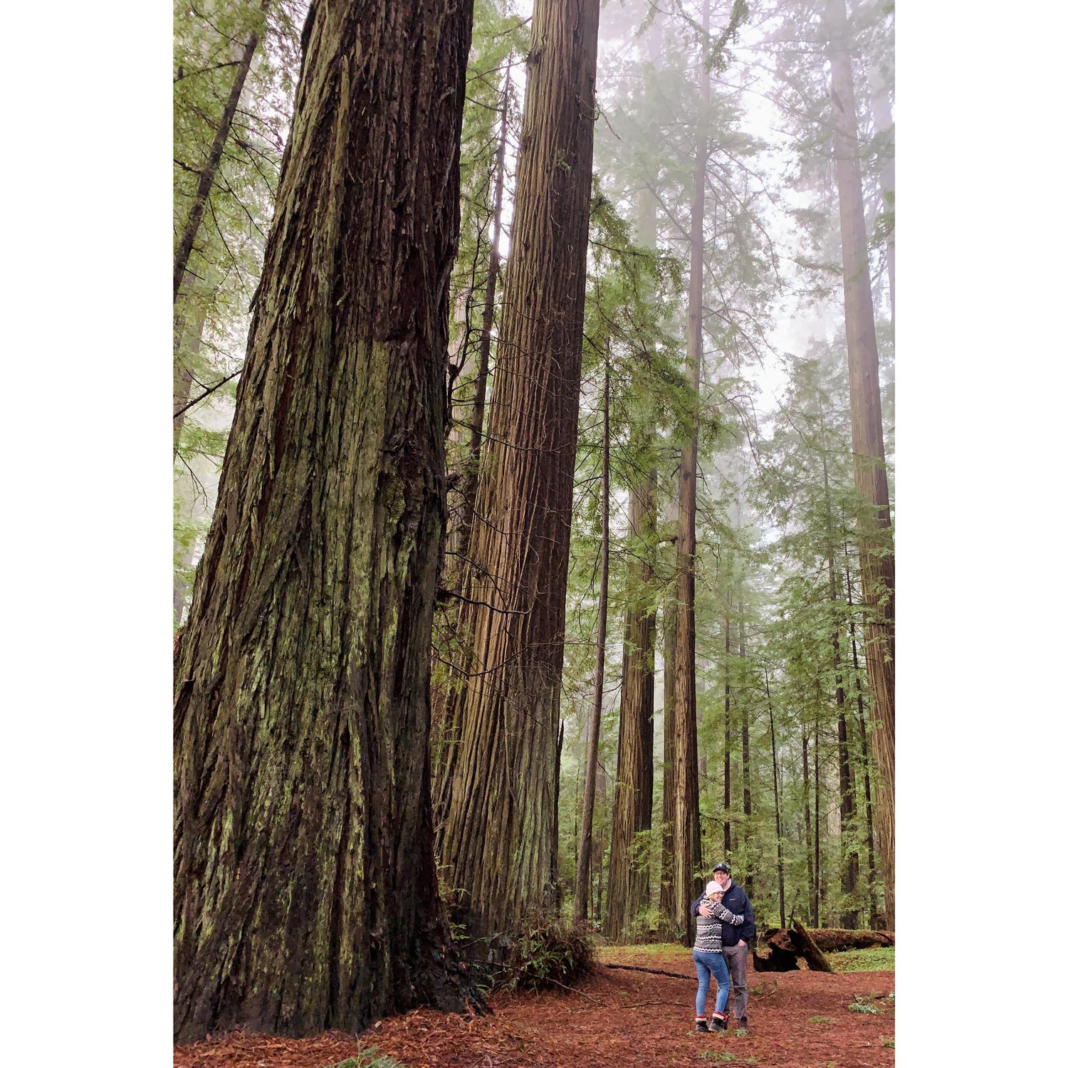 The Redwoods on PNW Road trip, January 2020