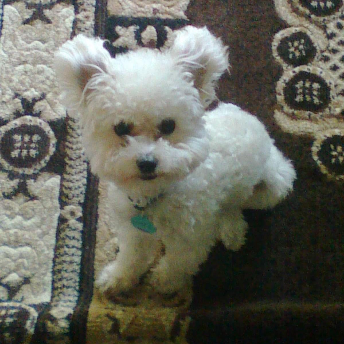 Our little Lucky boy when he was fairly new to our home on Mission Plaza.