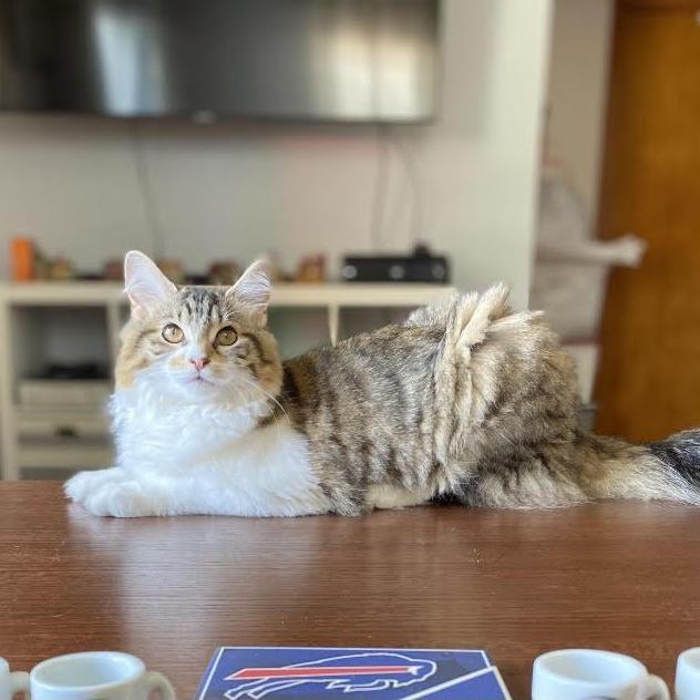 Mochi Min Kitty