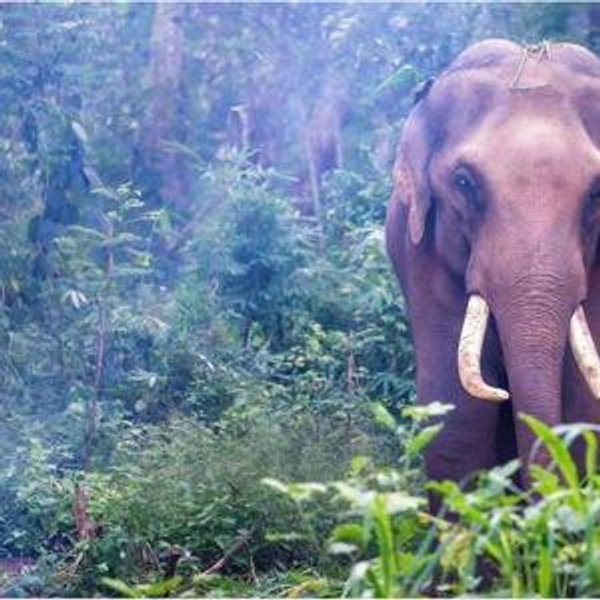 Ethical Elephant Sanctuary
