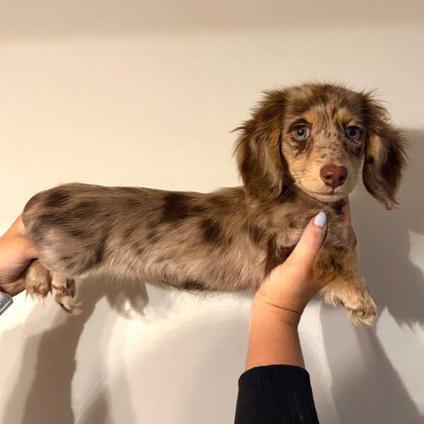 Our New Puppy