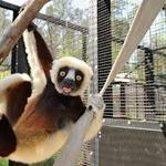 Duke Lemur Center
