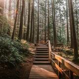 Lynn Canyon