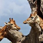 Timbavati Wildlife Park