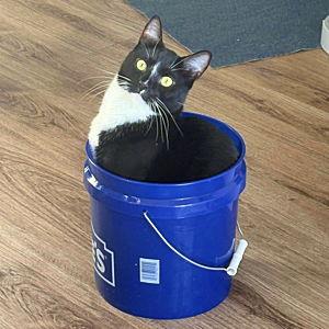 Spoil Our Cats
