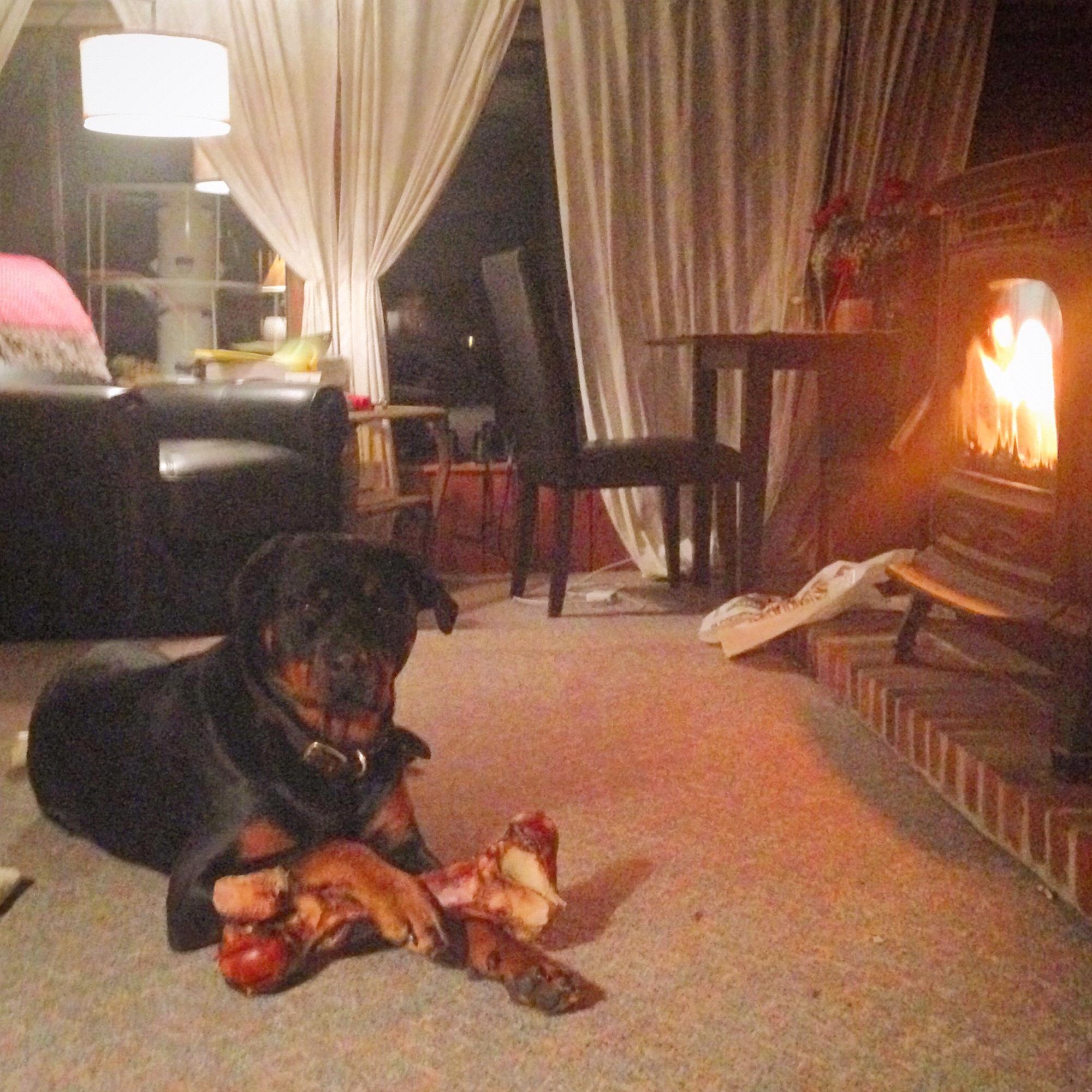 Georgi enjoying a treat by the fire