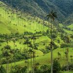 Valle del Cocora