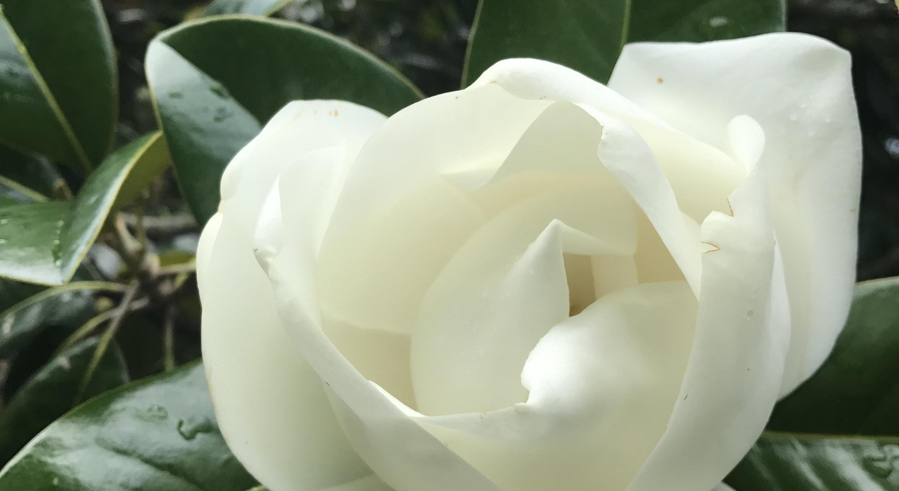 Footer image