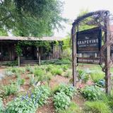 The Grapevine